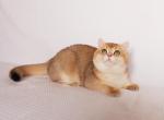 Goga - British Shorthair Cat For Sale - Wheeling&comma; IL&comma; US