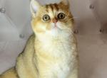 Javelina - British Shorthair Cat For Sale - Glendale&comma; CA&comma; US