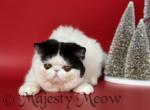 Zarina - Exotic Cat For Sale - Yucca Valley&comma; CA&comma; US