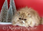 Filya - Persian Cat For Sale - Yucca Valley&comma; CA&comma; US