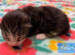 Felicity - Siberian Cat For Sale - Clintwood&comma; VA&comma; US