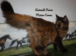 Summer - Maine Coon Cat For Sale - Santa Maria&comma; CA&comma; US