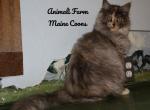 Rey - Maine Coon Cat For Sale - Santa Maria&comma; CA&comma; US