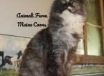 Robyn - Maine Coon Cat For Sale - Santa Maria&comma; CA&comma; US