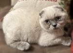 Elon - Scottish Fold Cat For Sale - Huntington&comma; NY&comma; US
