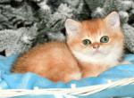 Tom1 - British Shorthair Cat For Sale - Chicago&comma; IL&comma; US