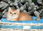 Taisiya 1 - British Shorthair Cat For Sale - Chicago&comma; IL&comma; US