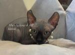 Elkas - Sphynx Cat For Sale - Columbus&comma; OH&comma; US