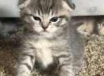 Ramboo - Scottish Fold Cat For Sale - Denver&comma; CO&comma; US