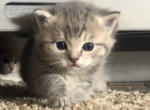 Toebo - Scottish Straight Cat For Sale - Denver&comma; CO&comma; US