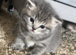 Nichoo - Munchkin Cat For Sale - Denver&comma; CO&comma; US