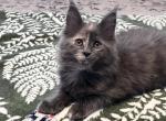 Litter Ephesians - Maine Coon Cat For Adoption - Manchester&comma; NH&comma; US