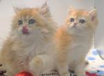 Hurrem - British Shorthair Cat For Sale - Atlanta&comma; GA&comma; US