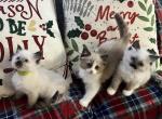 Winter Sparkles - Ragdoll Cat For Sale - Parker&comma; CO&comma; US
