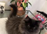 Smoke Ragdoll Himalayan Kitten - Ragdoll Cat For Sale - Ojai&comma; CA&comma; US