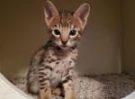 Golden F4 Savannah Girl - Savannah Cat For Sale - Lakeland&comma; FL&comma; US