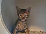 F4 Savannah Boy - Savannah Cat For Sale - Lakeland&comma; FL&comma; US