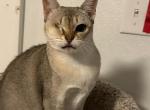 Bella - Singapura Cat For Sale/Retired Breeding - Mocksville&comma; NC&comma; US