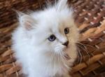 Alex - Siberian Cat For Sale - North Port&comma; FL&comma; US