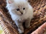 Arlo - Siberian Cat For Sale - North Port&comma; FL&comma; US
