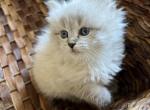 Alma - Siberian Cat For Sale - North Port&comma; FL&comma; US