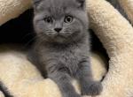 Dash - British Shorthair Cat For Sale - Battle Ground&comma; WA&comma; US