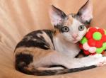 Tilda - Devon Rex Cat For Sale - Brooklyn&comma; NY&comma; US