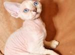 Tim - Devon Rex Cat For Sale - Brooklyn&comma; NY&comma; US
