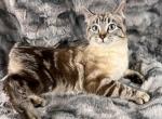 Lynx Point Siamese Bobtail - Siamese Cat For Sale - Newport&comma; WA&comma; US