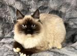 Seal Point Mitted Ragdoll Bobtail - Ragdoll Cat For Sale - Newport&comma; WA&comma; US