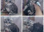 Mainecoon females - Maine Coon Cat For Sale - Frenchtown&comma; MI&comma; US