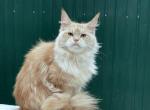 Magic - Maine Coon Cat For Sale - New York&comma; NY&comma; US