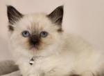 Taco & Toast Male Ragdolls - Ragdoll Cat For Sale - Attica&comma; MI&comma; US