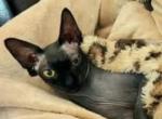 Fani - Sphynx Cat For Sale/Retired Breeding - Mundelein&comma; IL&comma; US