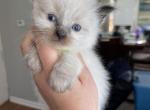 Male seal point green collar - Ragdoll Cat For Sale - Butler&comma; PA&comma; US