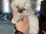 Seal mitted female brown collar - Ragdoll Cat For Sale - Butler&comma; PA&comma; US