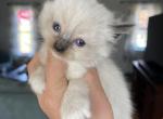 Tica Seal mitted female orange collar - Ragdoll Cat For Sale - Butler&comma; PA&comma; US