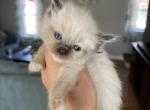 Tica seal mitted male purple collar - Ragdoll Cat For Sale - Butler&comma; PA&comma; US