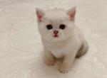 Sugar - British Shorthair Cat For Sale - Portland&comma; OR&comma; US