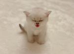 Pepper - British Shorthair Cat For Sale - Portland&comma; OR&comma; US