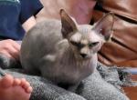 TICA Nita - Sphynx Cat For Sale - Rockford&comma; IL&comma; US
