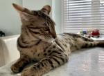 F3 savannah Eris - Savannah Cat For Sale - Camden&comma; NJ&comma; US