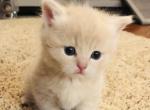 Marky - Munchkin Cat For Sale - Denver&comma; CO&comma; US