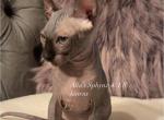 Elka - Sphynx Cat For Sale - Columbus&comma; OH&comma; US