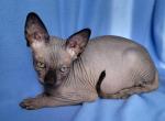 Peter - Sphynx Cat For Sale - Brooklyn&comma; NY&comma; US