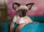 Lena - Oriental Cat For Sale - Brooklyn&comma; NY&comma; US