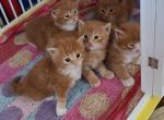 Tutti 2 - Maine Coon Cat For Sale - Manchester Township&comma; NJ&comma; US