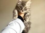 ADORABLE Ragdoll Himalayan Kitten - Ragdoll Cat For Sale - Beach Park&comma; IL&comma; US