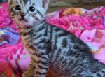 Gorgeous Bengal kittens - Bengal Cat For Sale - Norwalk&comma; OH&comma; US