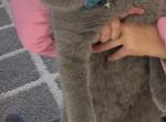 Eros - British Shorthair Cat For Sale - Philadelphia&comma; PA&comma; US